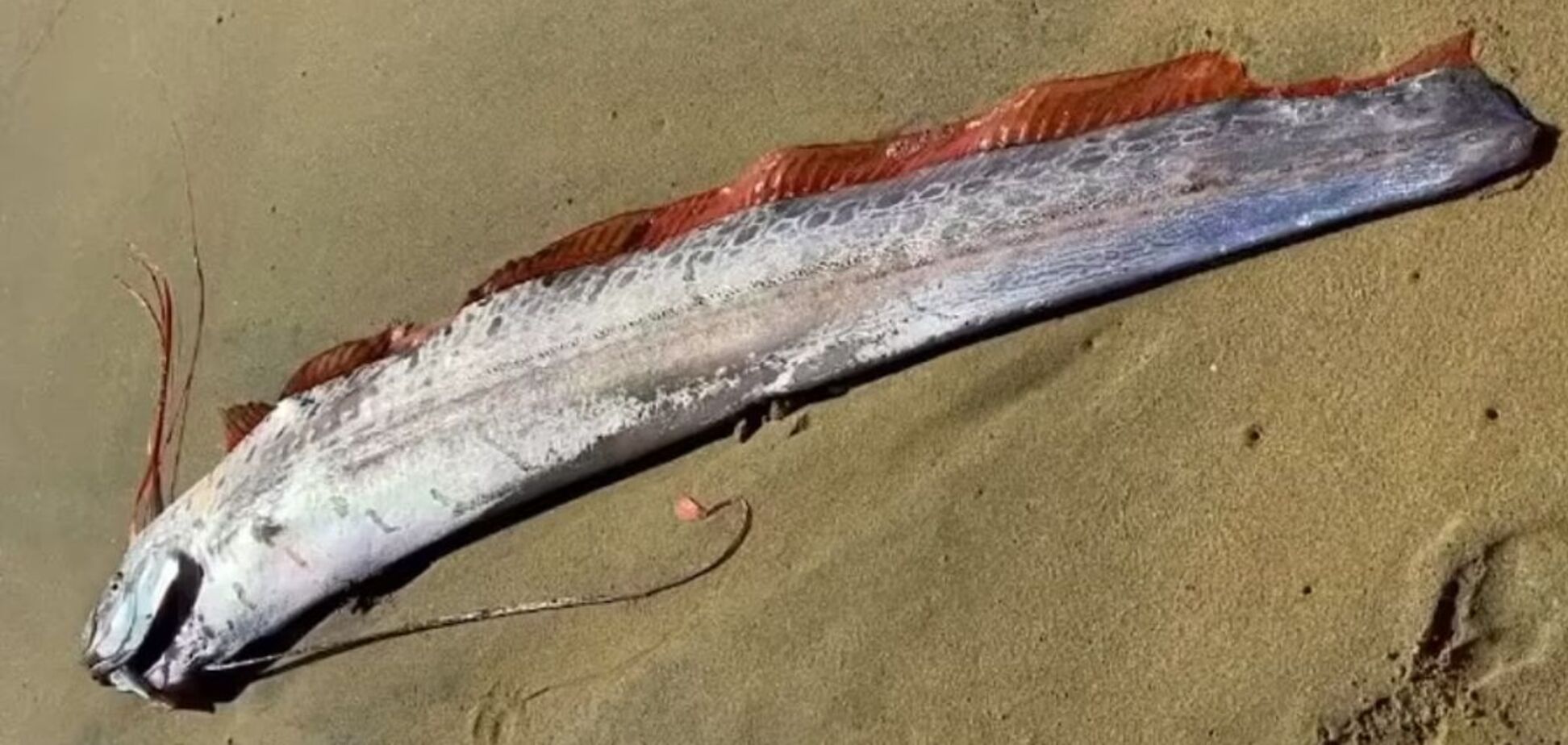 На пляжі в Мексиці знайшли рибу судного дня: чому цю довгу морську істоту називають провісником катастрофи