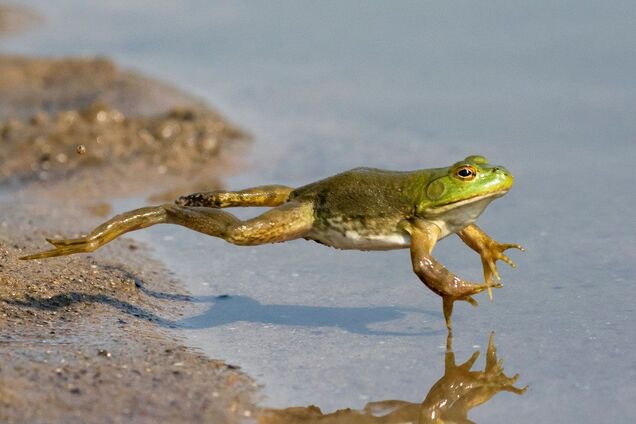 Ученые раскрыли суперспособность лягушек прыгать по воде