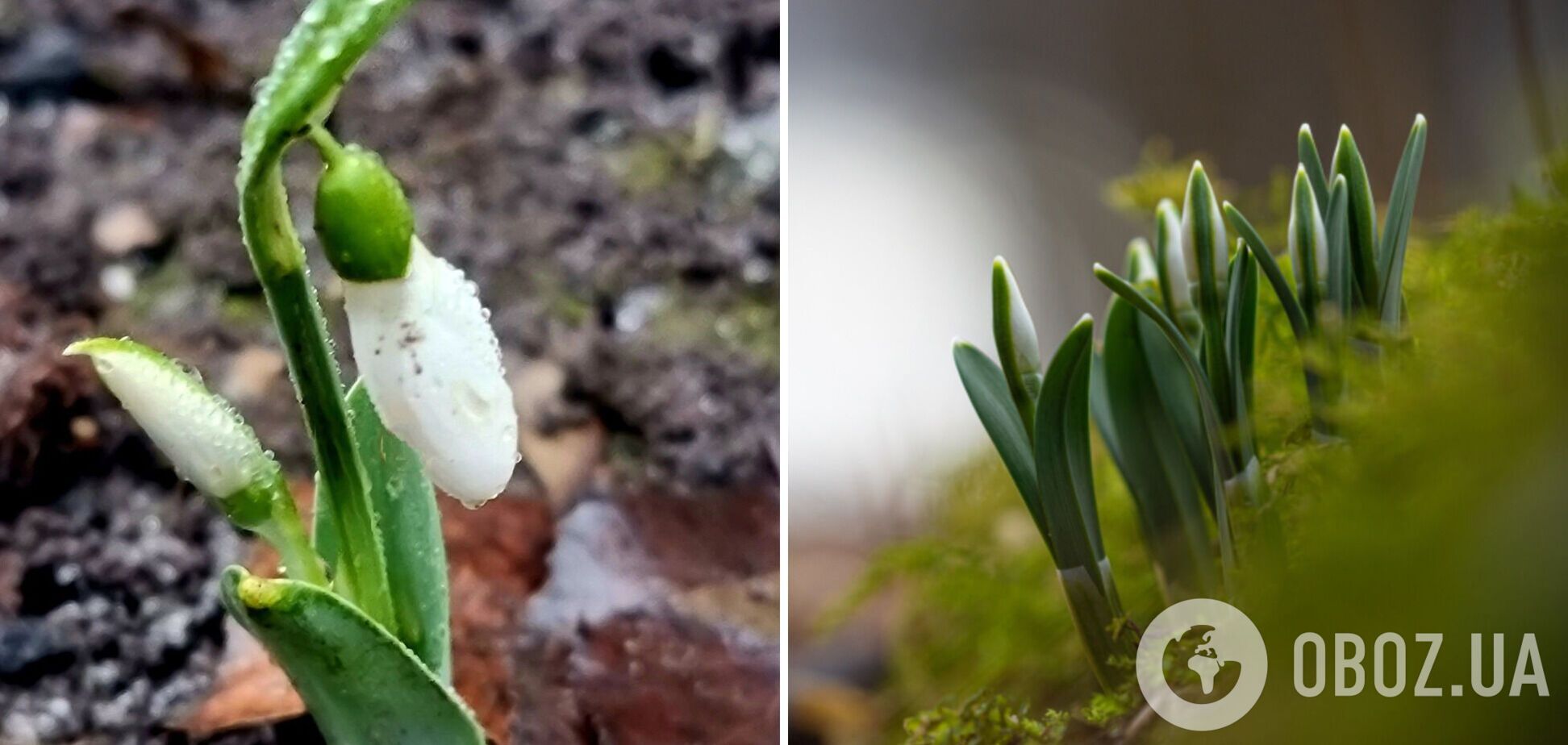 В Украине посреди зимы зацвели подснежники: в сети показали фото из Одессы и Хмельницкой области