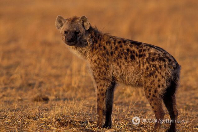 В Египте впервые за 5000 лет заметили пятнистую гиену