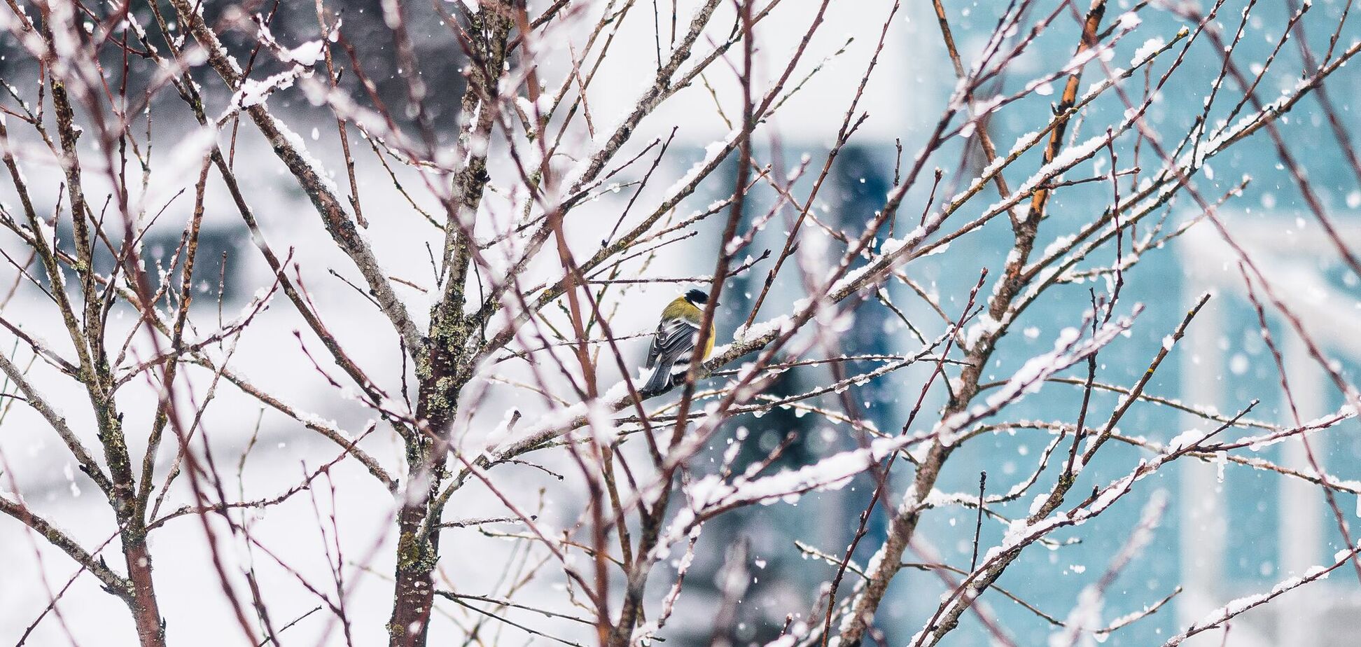 Дожди и мокрый снег: синоптик дала прогноз на пятницу и рассказала, когда ждать потепления в Украине. Карта