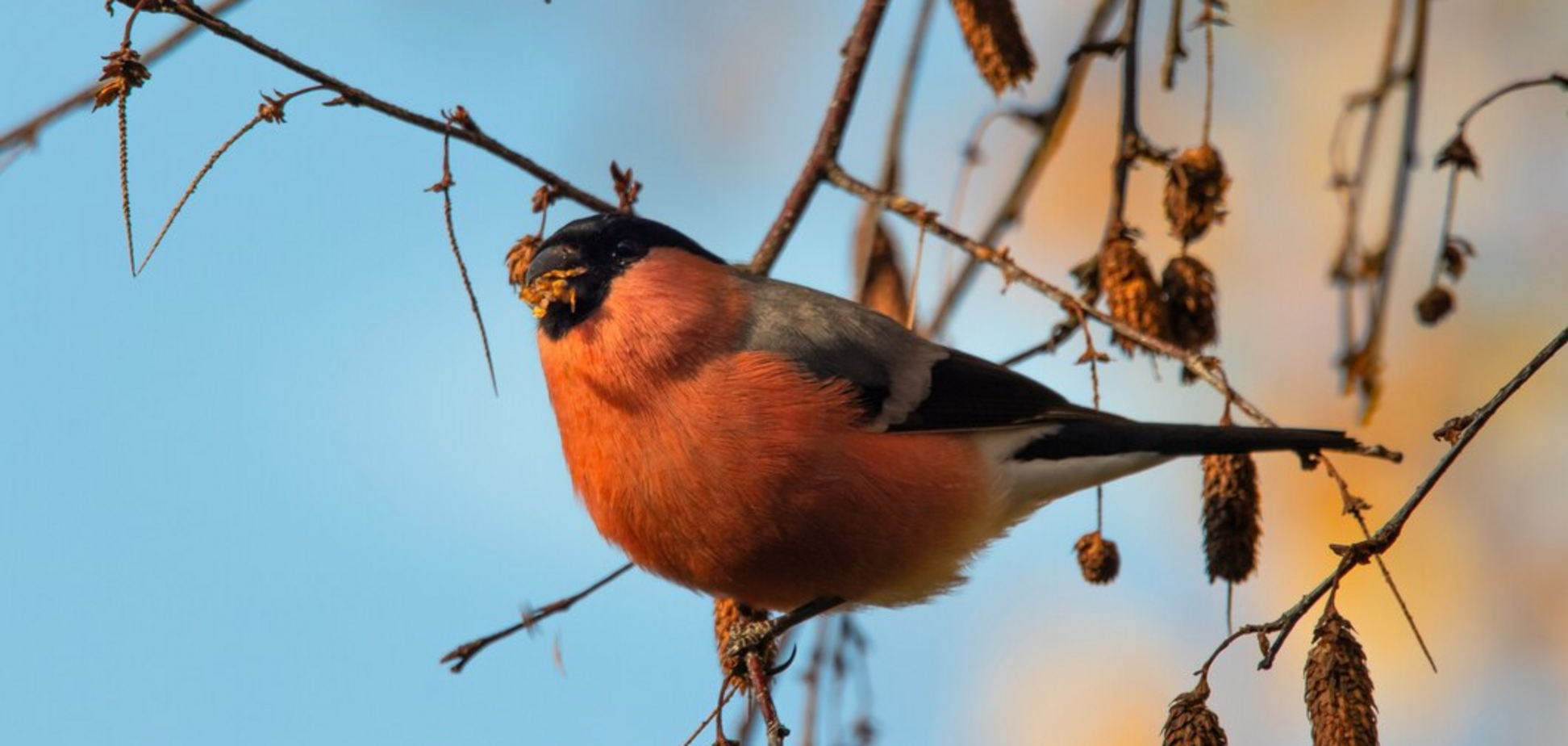 Часто плутають: як назвати українською 'снегиря': пояснення