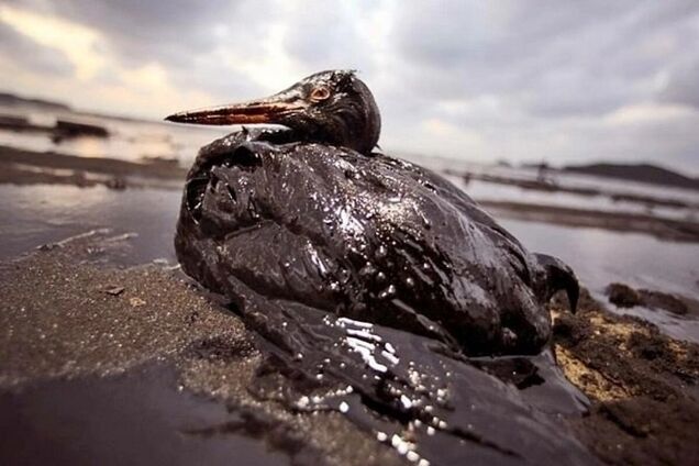 Оккупанты скрывают экокатастрофу: в ЦНС рассказали о последствиях разлива мазута в Черном и Азовском морях