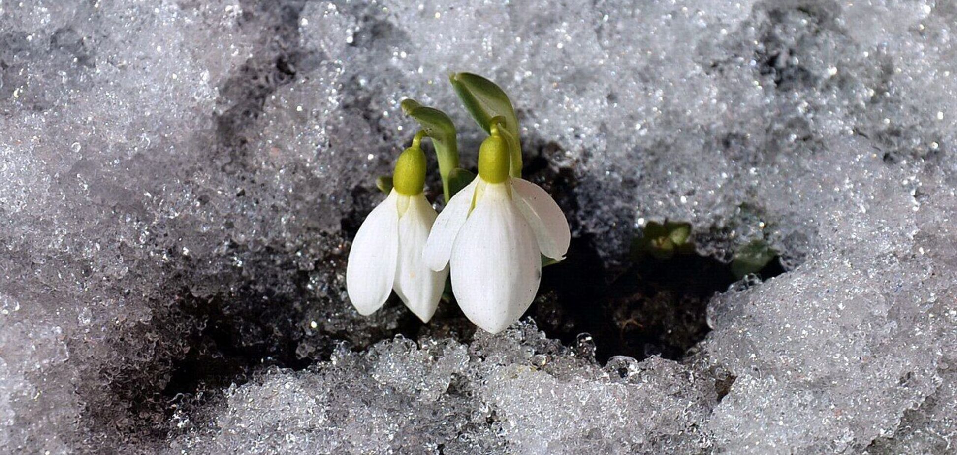 В Киеве на Оболони начали цвести подснежники. Фотофакт