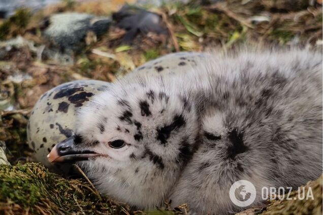 'Встречай меня, Антарктика!' Украинские полярники сняли на видео малыша доминиканского мартына, который 'просверлил' дыру в скорлупе яйца