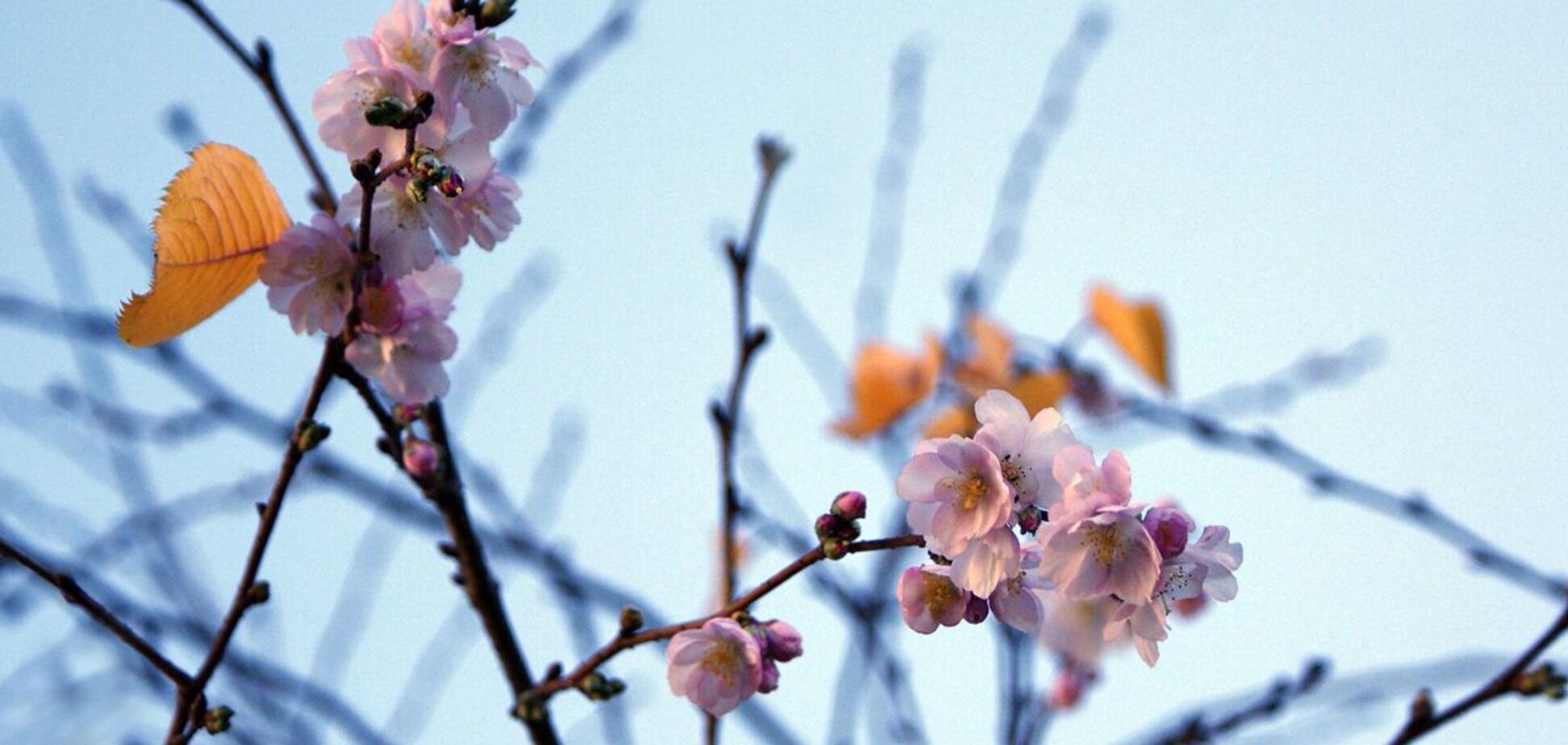 До 15 градусов тепла и почти без осадков: синоптики дали оптимистический прогноз на неделю