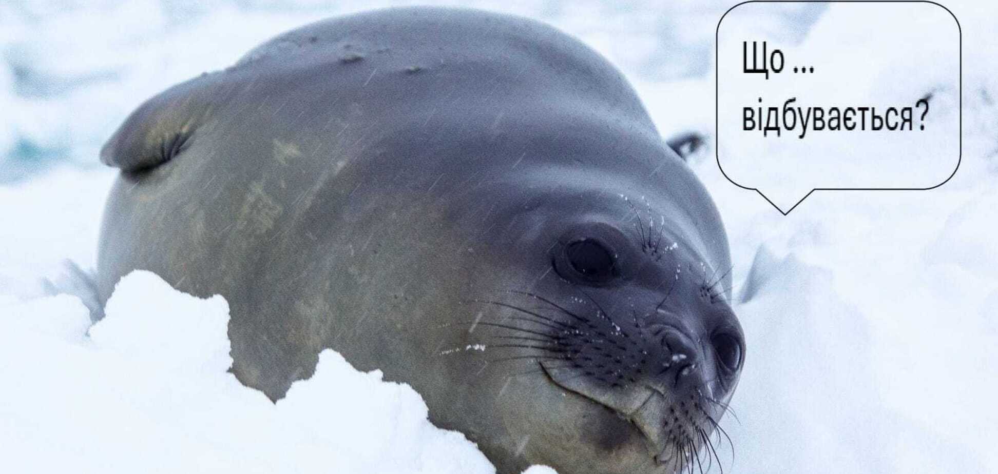 Тюлень та баклан, які заважають одне одному усамітнитись на айсберзі в Антарктиці, стали зірками мережі