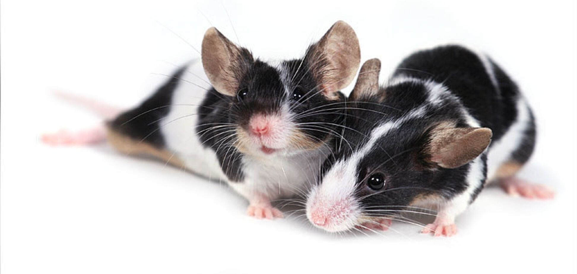 Первая мышь с двумя биологическими родителями достигла совершеннолетия: это прорыв, дающий шанс геям иметь детей