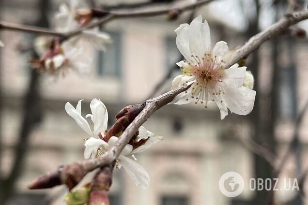 У трьох районах Києва зацвіли сакури. Подробиці та фото