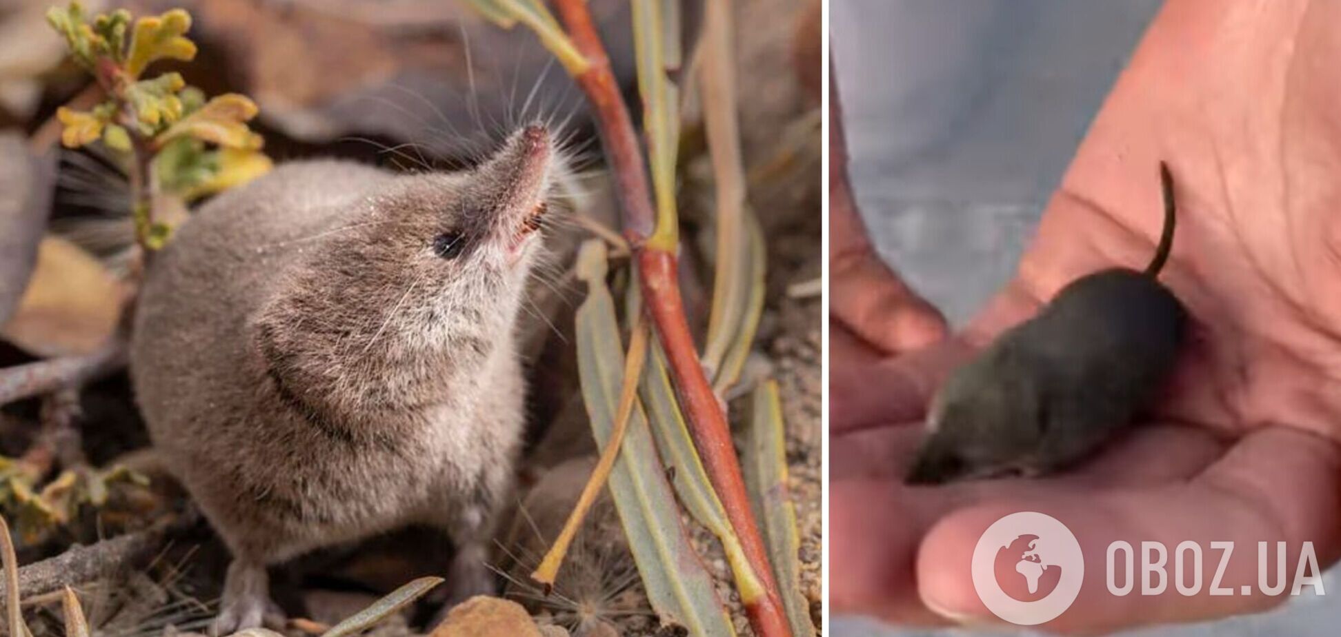 Неуловимого калифорнийского млекопитающего впервые в истории сняли на камеру