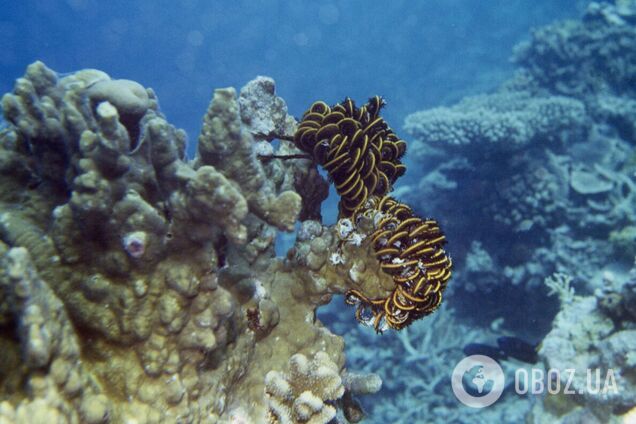 Окаменелость рвоты в возрасте 66 миллионов лет обнаружили в Дании. Фото