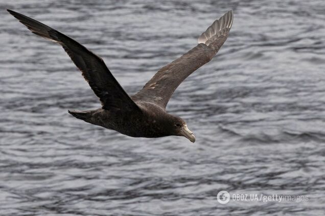 Морський птах, що перебуває під загрозою зникнення, вперше за понад 100 років повернувся на острів Тихого океану