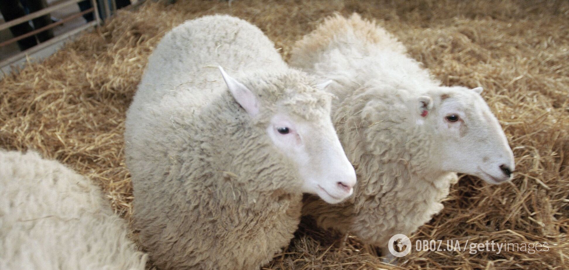 Чому в овець прямокутні зіниці: ці ссавці можуть бачити навколо себе майже на 360 градусів