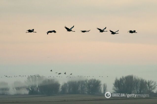 На Волыни заметили первых журавлей: это смутило даже орнитологов. Фото
