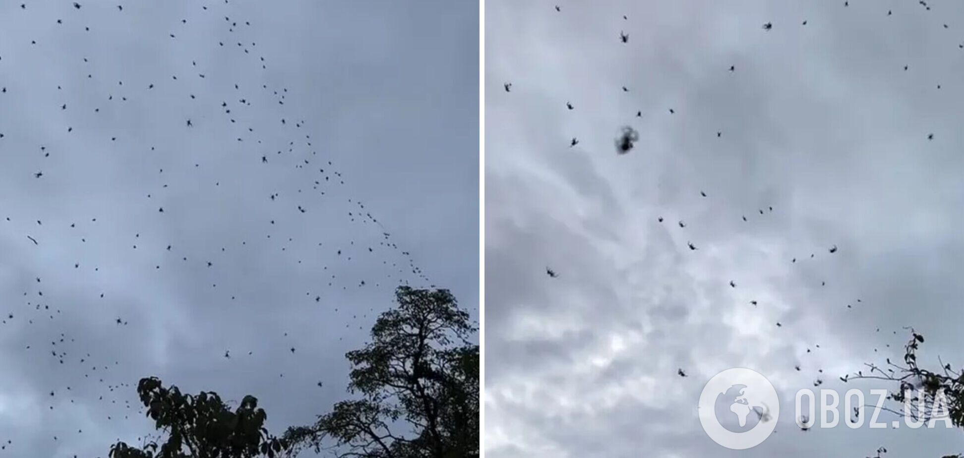Сотні павуків падають з неба: у Бразилії зняли моторошне відео. Що це було