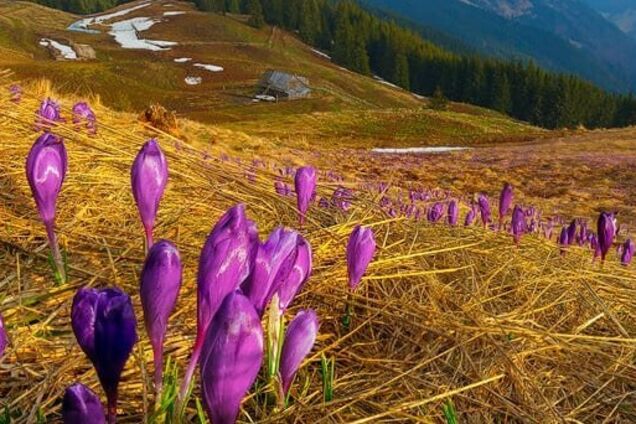 У горах на Прикарпатті серед зими зацвіли перші крокуси. Фото і відео
