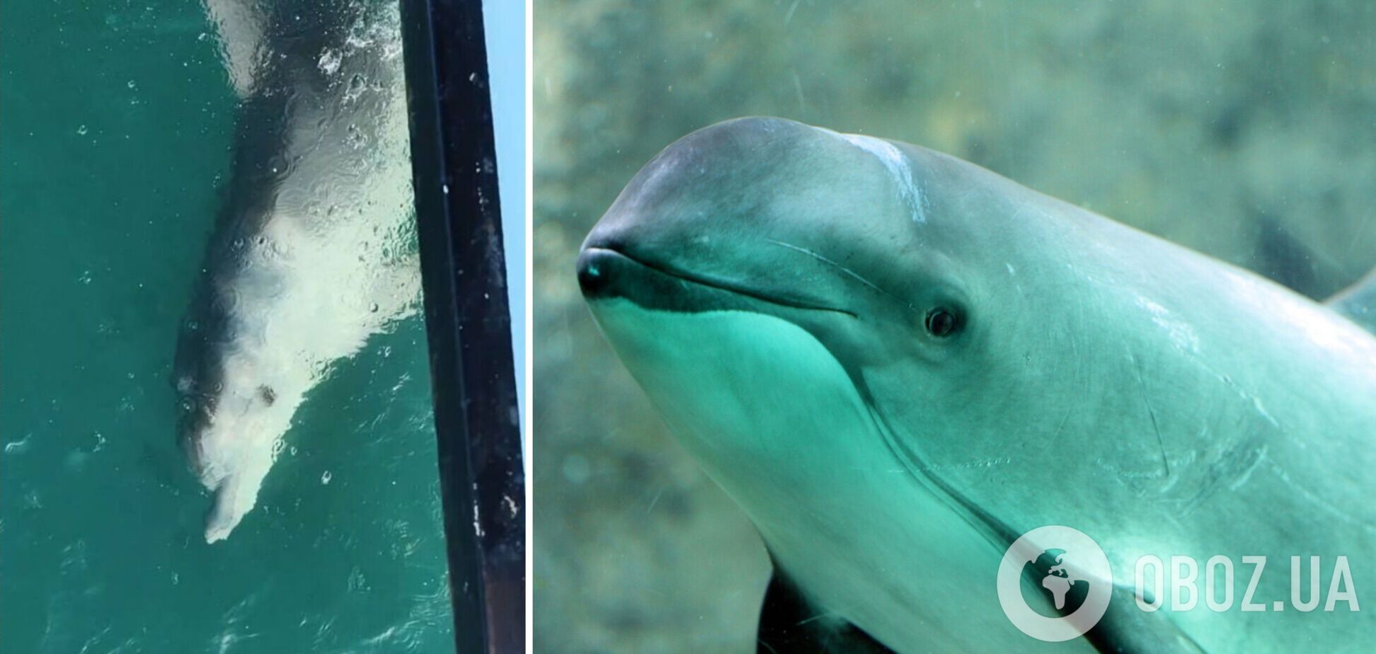 "Тела выносит на берег": из-за аварии российских танкеров в Черном море погибли десятки дельфинов