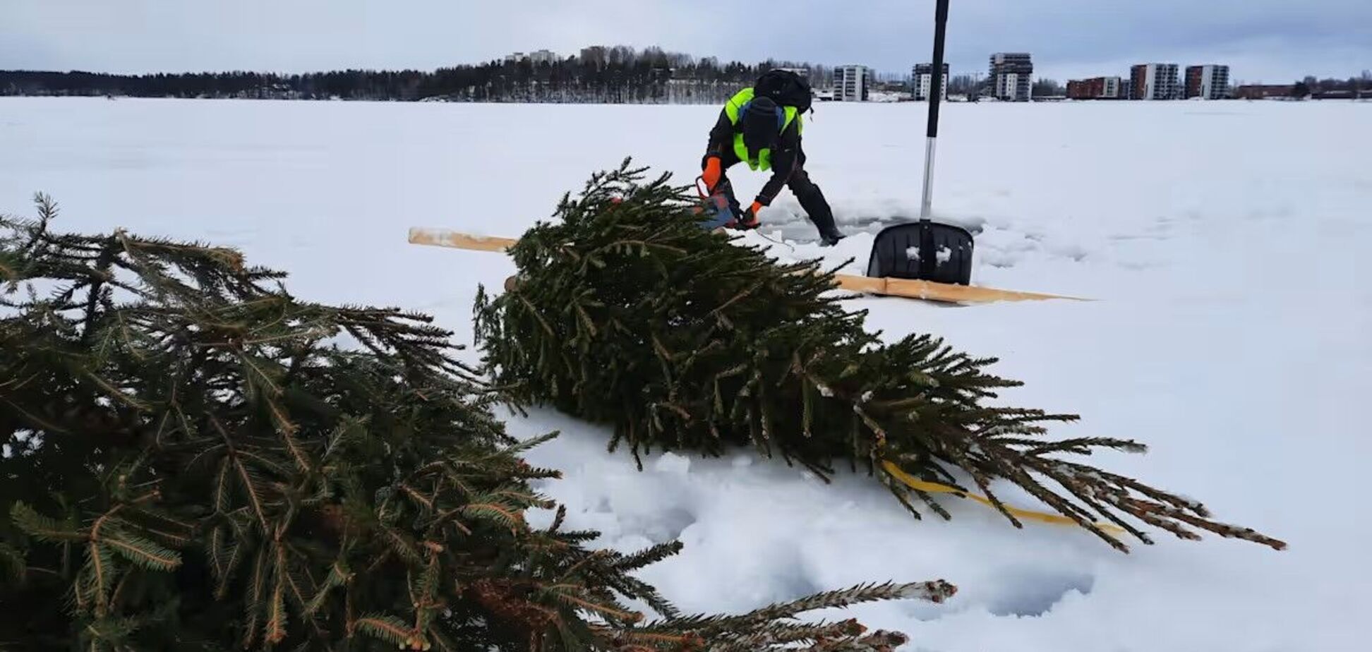Вчені з Фінляндії запропонували затоплювати новорічні ялинки: що це дасть