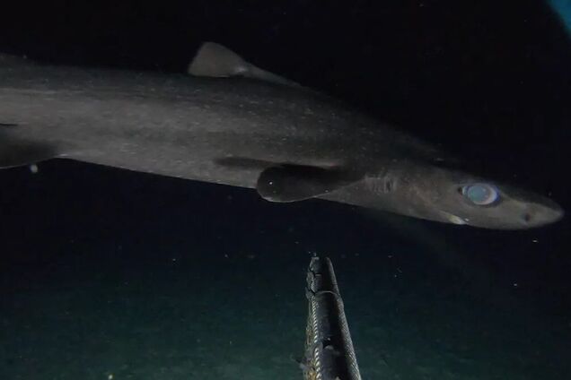 Ученым удалось снять первые в истории кадры грубокожей рыбы-собаки. Фото и видео