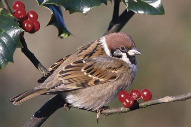 В Украину ворвется весеннее тепло: синоптик рассказала, когда ждать смены погоды. Карта