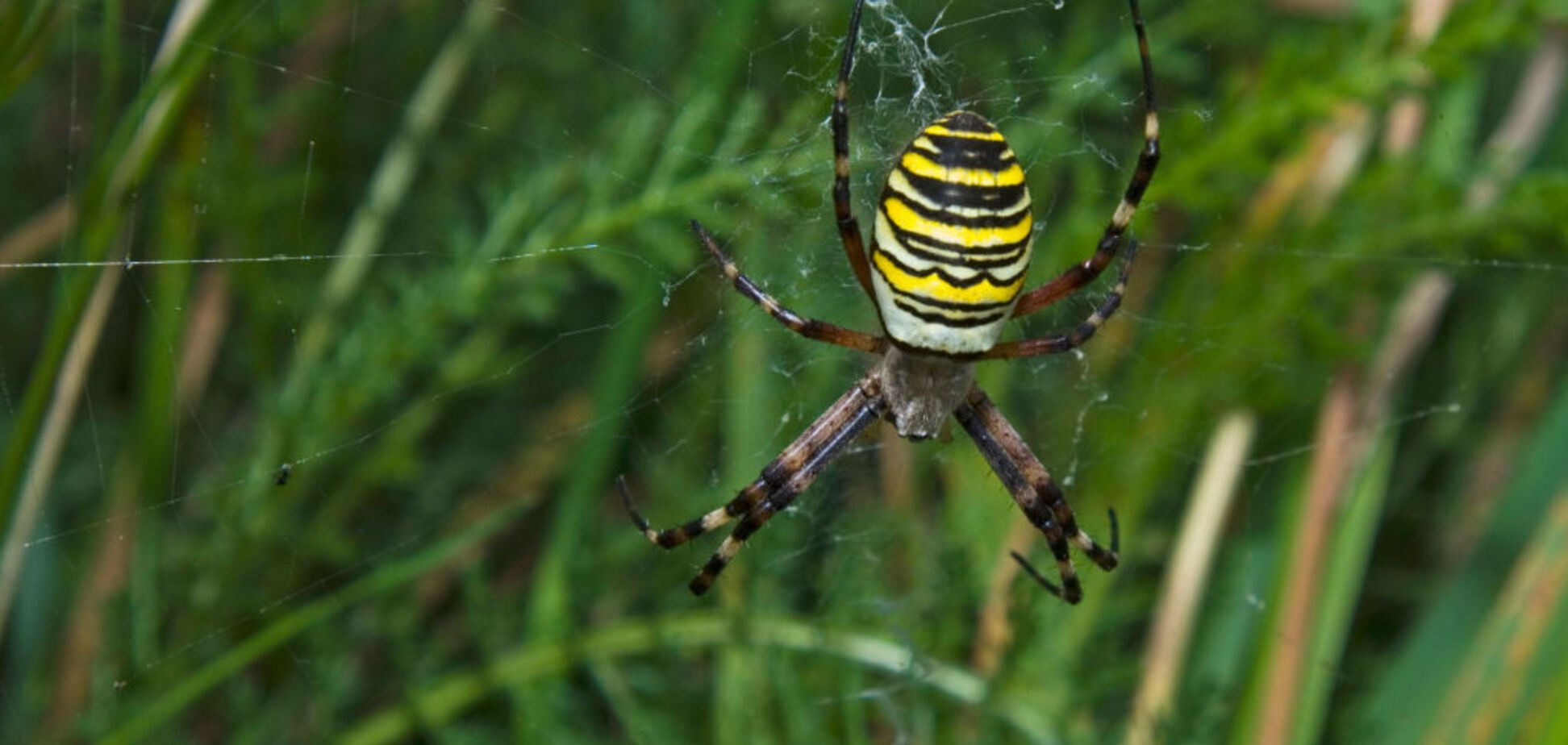 Ученые раскрыли тайну нюха пауков, мучившую их 10 лет