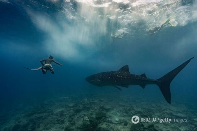 Как ухаживают самые большие акулы мира: ученым удалось снять милые кадры