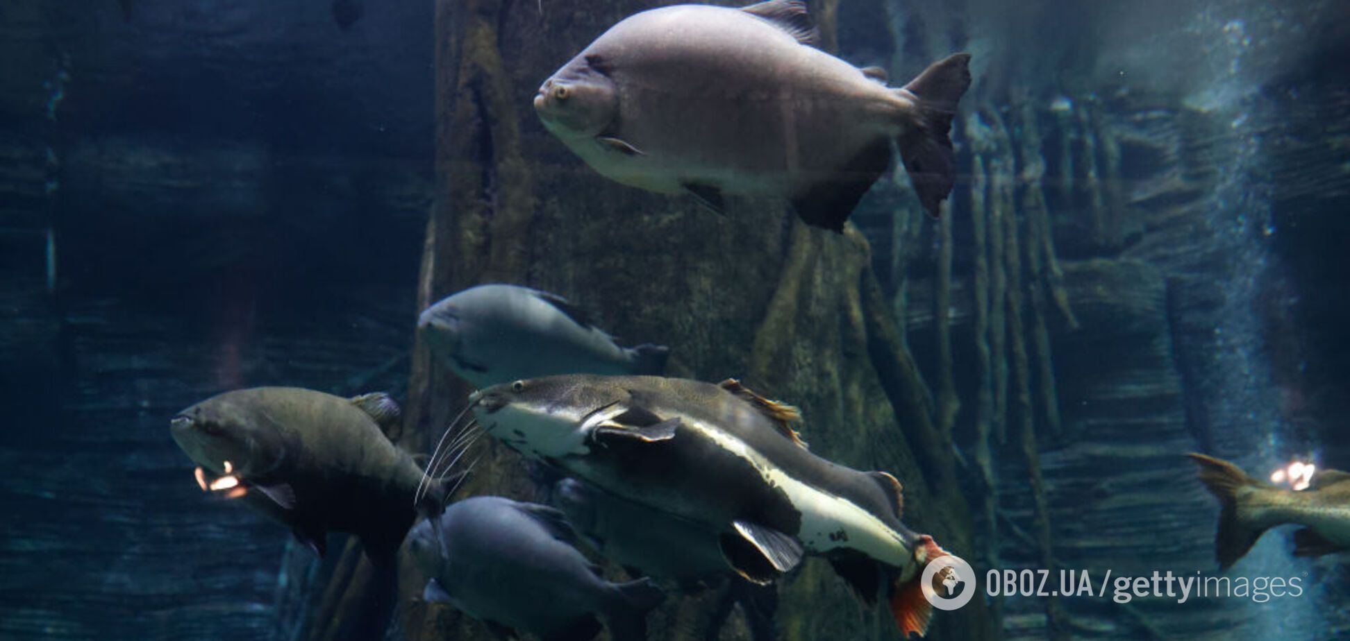 Чверть прісноводних тварин може зникнути з лиця Землі