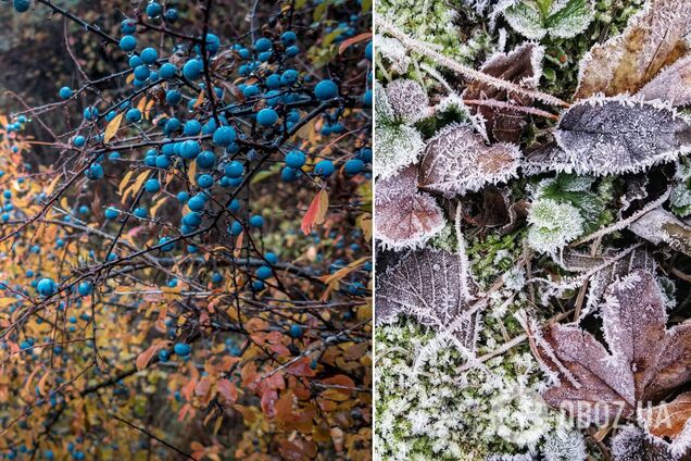 В Украину зашла холодная воздушная масса: синоптики сказали, где в четверг будут заморозки. Карта