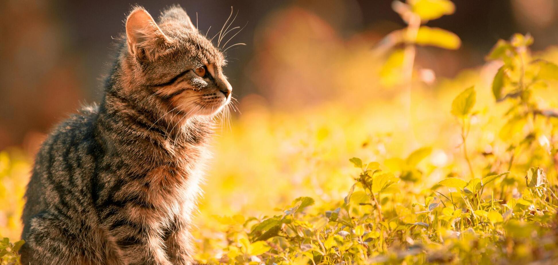 Синоптикиня дала прогноз погоди в Україні 2 жовтня