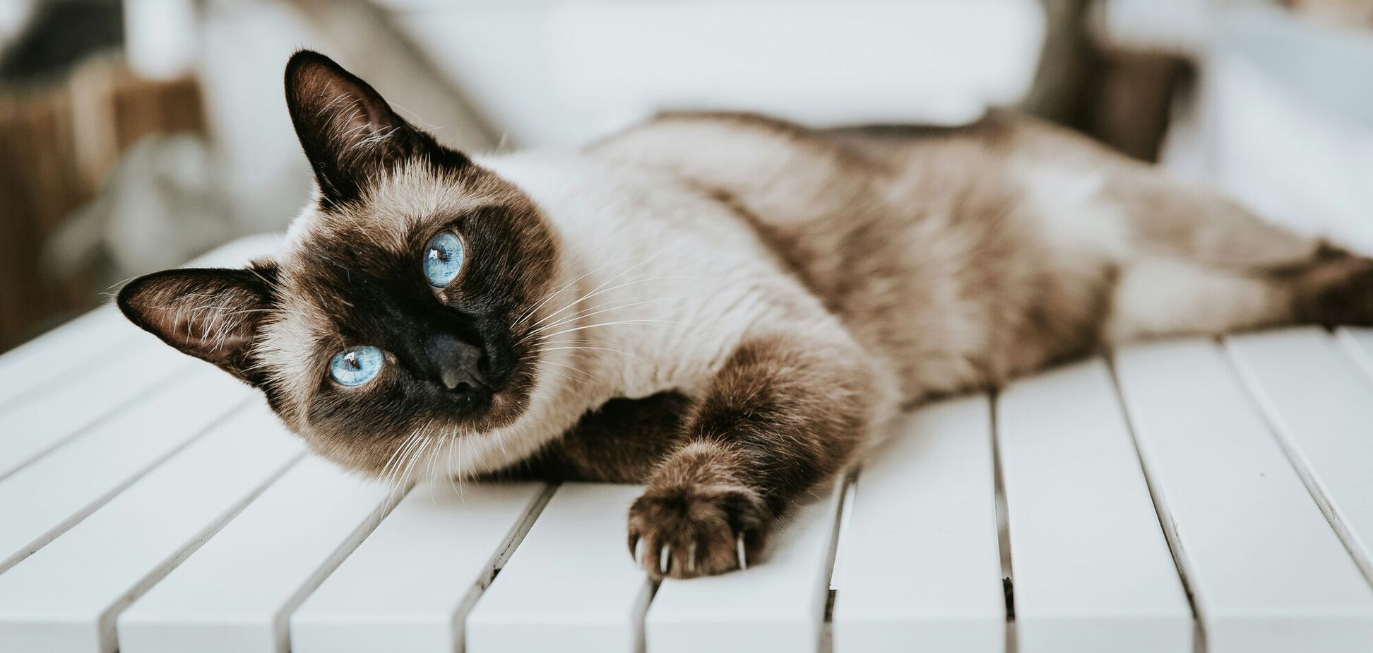 Швидко завоювали популярність: як у СРСР зʼявилися сіамські коти