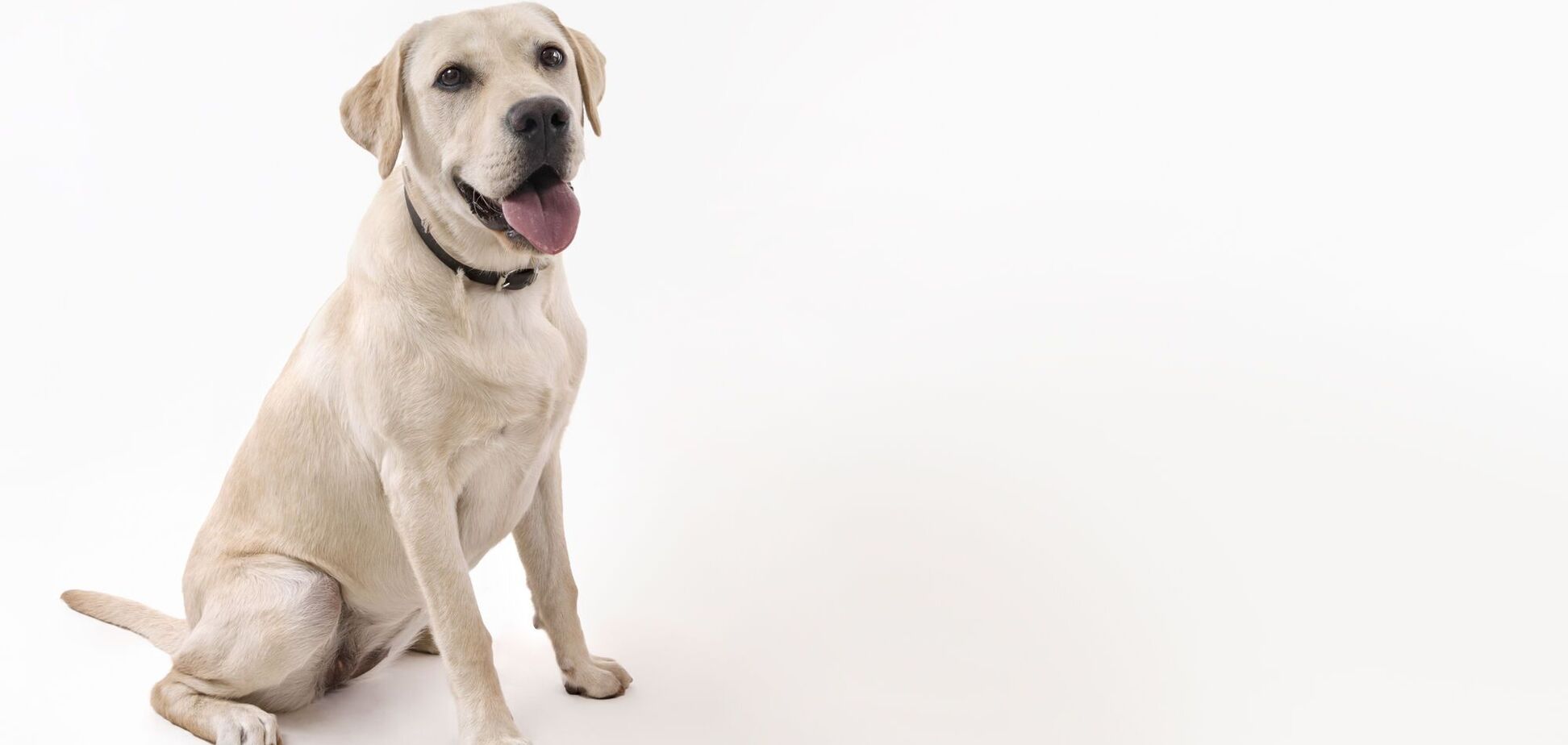 Кинолог назвал идеальную породу собак для семьи с детьми