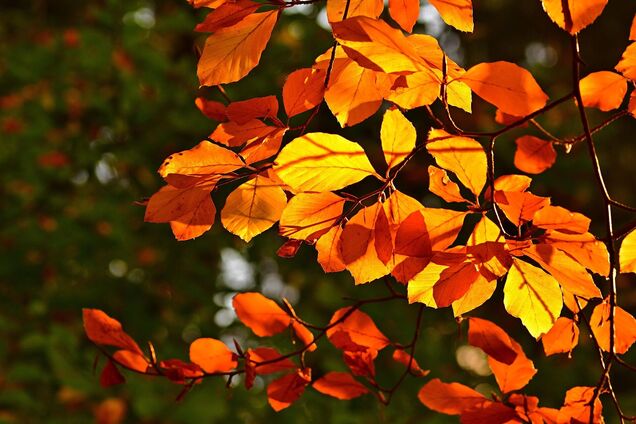 Дожди не прекратятся? Синоптики дали прогноз на воскресенье в Украине. Карта