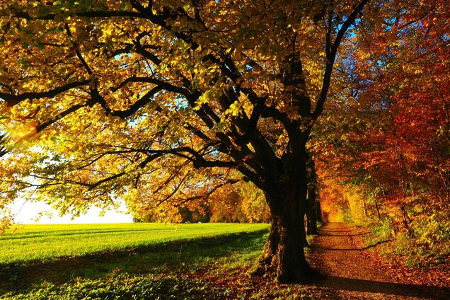 Ілюстративне фото. Осінь