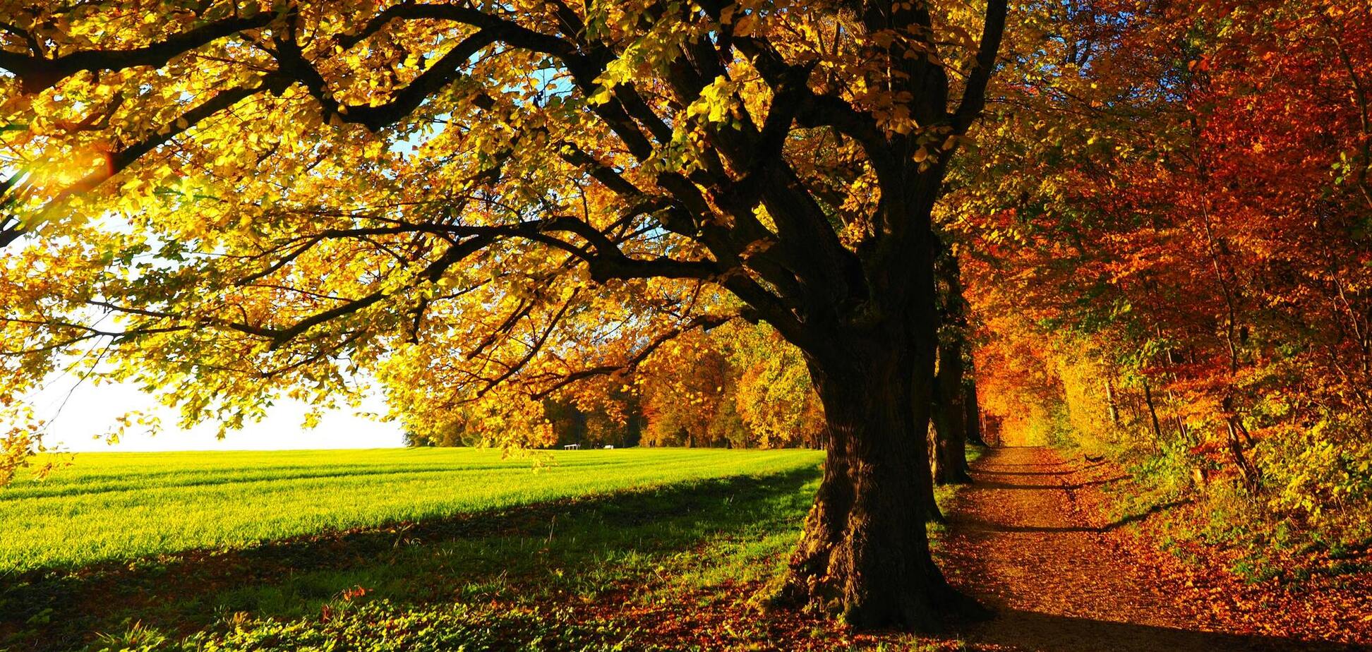 Иллюстративное фото. Осень