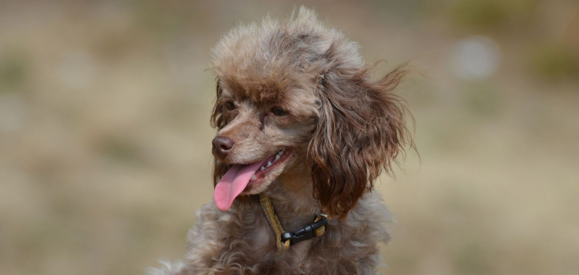 Топ-10 пород собак, которые больше всего подвержены различным несчастным случаям