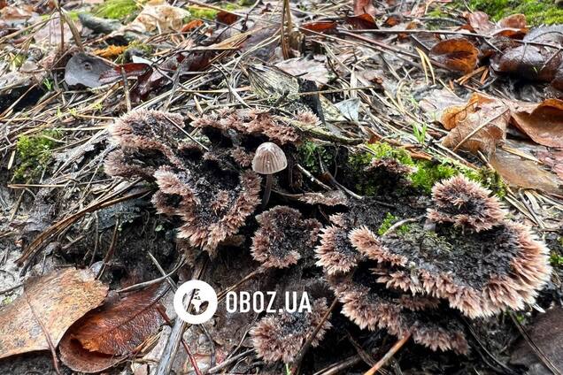 На Киевщине нашли кудрявого мохнатого гриба: чем он уникален. Фото