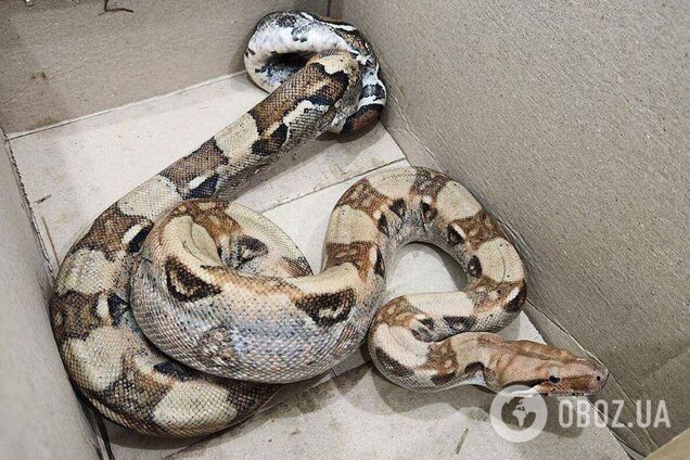 Під Києвом поліцейські у лісі знайшли живого екзотичного плазуна. Подробиці та фото