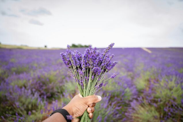 Когда и чем надо подкормить лаванду: три доступных удобрения