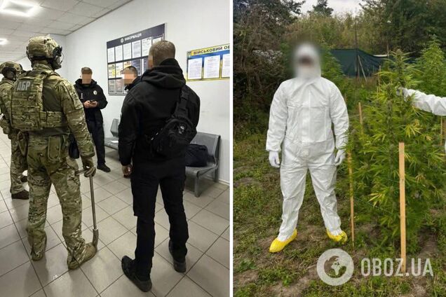 'Не вмешивался' за вознаграждение в $10 тыс.: ГБР разоблачило работника полиции, который способствовал незаконному выращиванию конопли. Фото