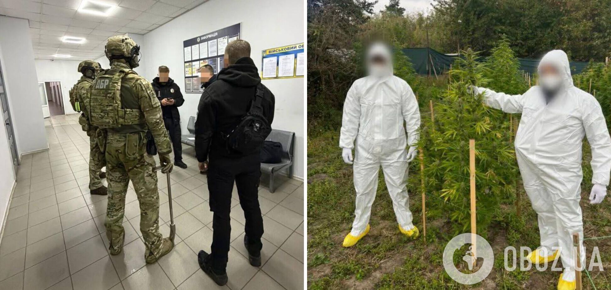 'Не вмешивался' за вознаграждение в $10 тыс.: ГБР разоблачило работника полиции, который способствовал незаконному выращиванию конопли. Фото