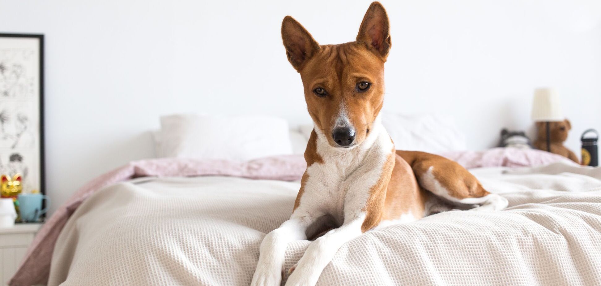 Чи варто дозволяти собакам спати у вашому ліжку: відповідає експертка