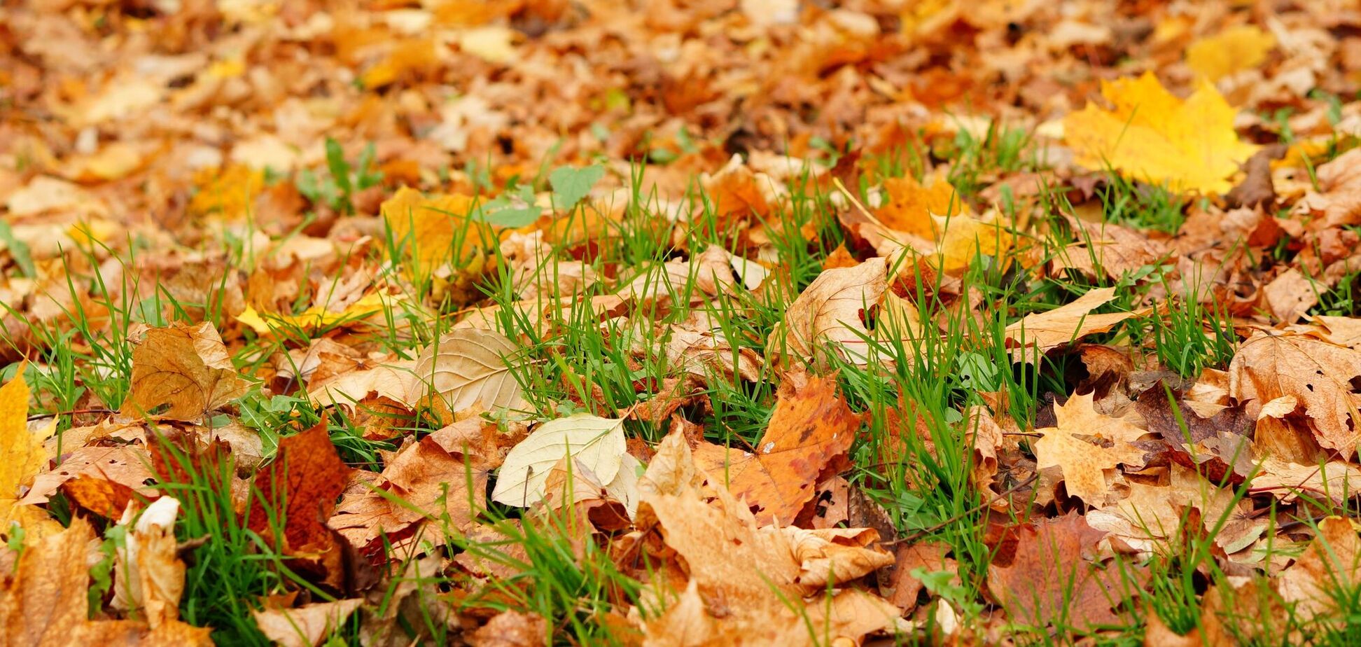 Не кваптеся викидати: як зробити добриво з опалого листя