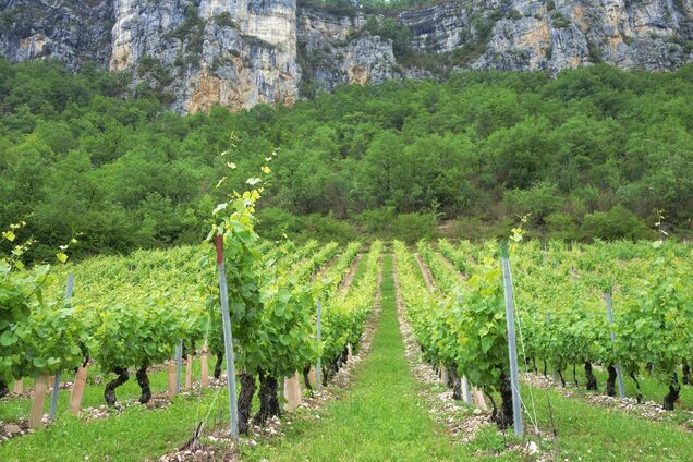 Де розташовані найкращі виноградники в Європі: топ дивовижних місць