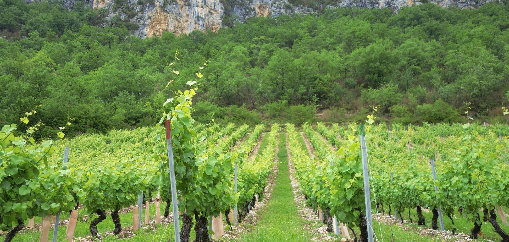 Где расположены лучшие виноградники в Европе: топ удивительных мест