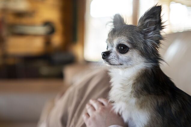 Топ-10 'лінивих' порід собак, яких потрібно найменше вигулювати