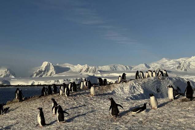 Семь тысяч на квадратный километр: на станцию 'Академик Вернадский' вернулись пингвины. Фото