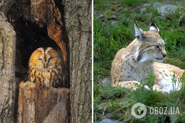 Настоящая удача: в Чернобыльской зоне удалось зафиксировать редкую встречу двух хищников. Фото