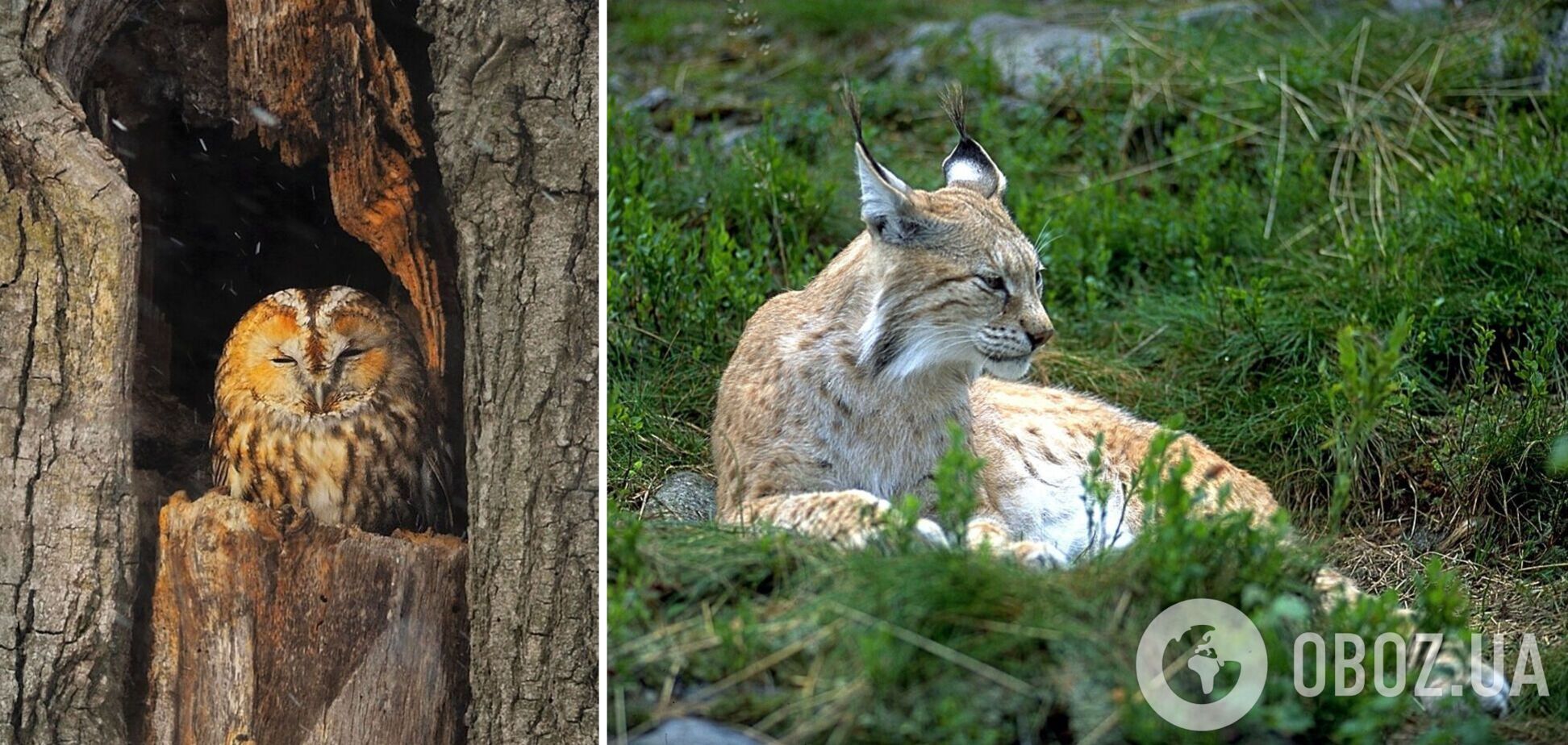 Настоящая удача: в Чернобыльской зоне удалось зафиксировать редкую встречу двух хищников. Фото
