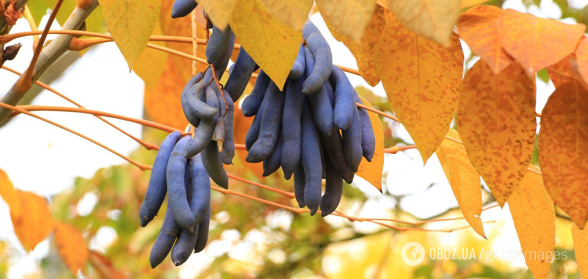 Почему самый странный фрукт на свете называют 'пальцами мертвецов': какой он на вкус. Фото