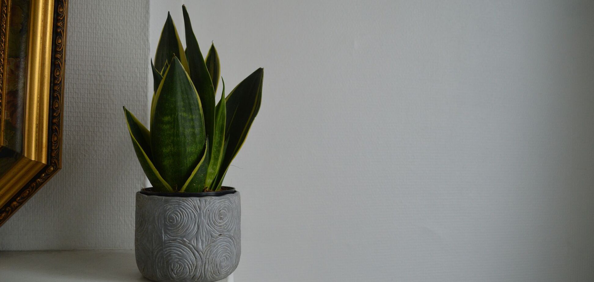 Простое действие подарит сансевиерии вторую жизнь: листья быстро вытянутся